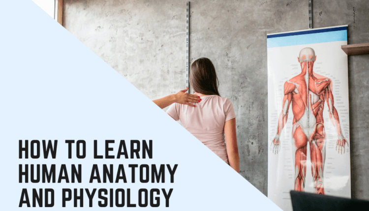 How To Learn Human Anatomy And Physiology